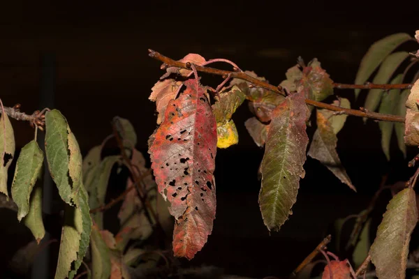 Красные Листья Вишни Черном Фоне Засохшая Флора Осенью — стоковое фото