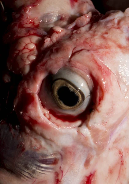 stock image Sheep meat in water. The head of the animal without the skin. The eye of a slaughtered animal. Price for meat-eating.