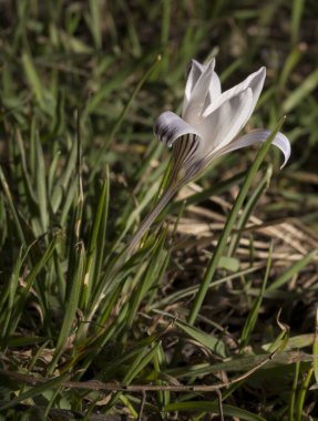 Crocus biflorus, (gümüş; viski). Bahar çiçekleri.