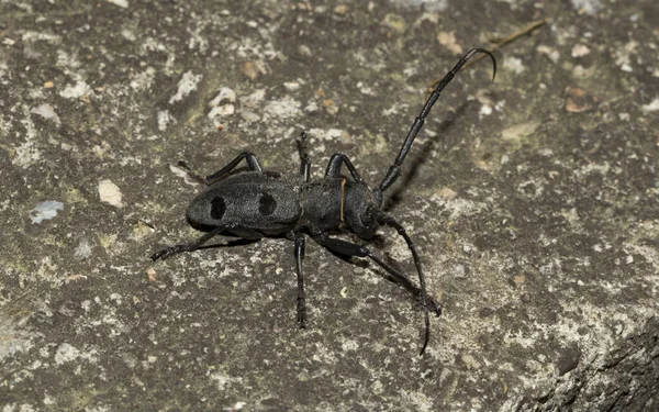Morimus Funereus Species Beetle Family Cerambycidae — Foto de Stock