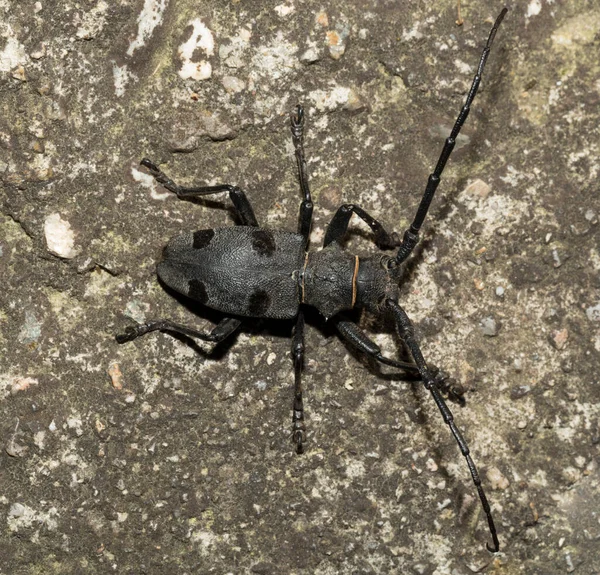 Morimus Funereus Species Beetle Family Cerambycidae — 图库照片