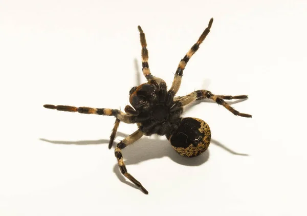 Lycosa Genus Wolf Spiders Lycosa Singoriensis Aggressive Female Insect White — Stock Photo, Image