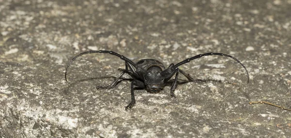 Morimus Funereus Вид Жука Семейства Cerambycidae — стоковое фото