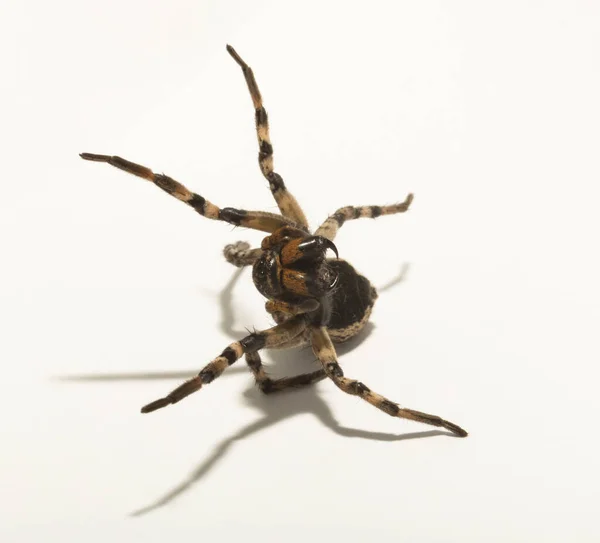 Lycosa Bir Kurt Örümceği Cinsidir Lycosa Singoriensis Beyaz Arka Planda — Stok fotoğraf
