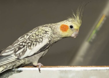 The Female cockatiel  (Nymphicus hollandicus), also known as weiro, or quarrion.