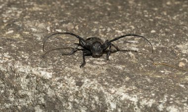 Morimus funereus, Cerambycidae familyasından bir böcek türü..