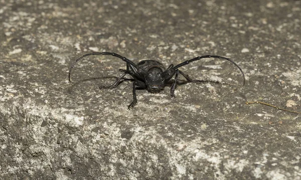 Morimus Funereus Species Beetle Family Cerambycidae — Stockfoto