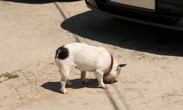 Pug Sniffs Ground Walking Pets City — 스톡 사진