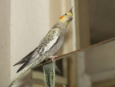 The Female cockatiel  (Nymphicus hollandicus), also known as weiro, or quarrion.
