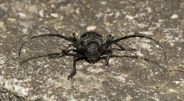Morimus Funereus Вид Жука Семейства Cerambycidae — стоковое фото