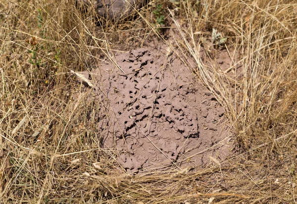 Anthill Forest Nest Construction Ants — Zdjęcie stockowe