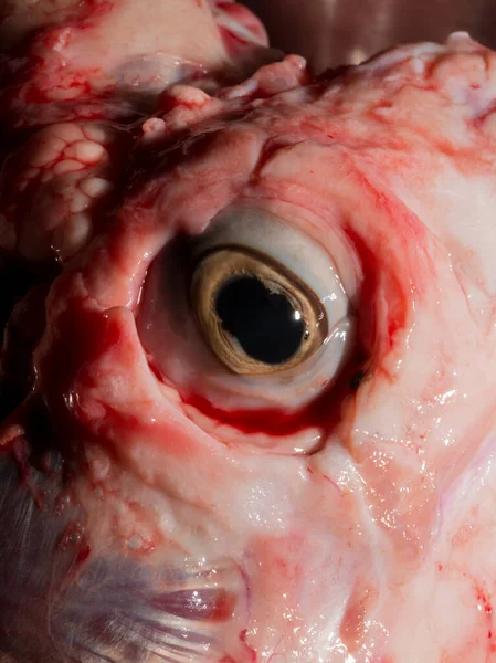 stock image Sheep meat in water. The head of the animal without the skin. The eye of a slaughtered animal. Price for meat-eating.