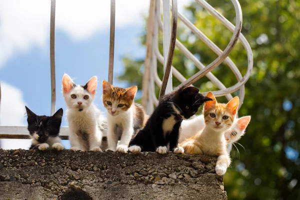 Sechs Kätzchen Auf Dem Balkon Neugierige Tiere Blicken Die Kameralinse lizenzfreie Stockfotos