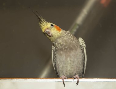 The Female cockatiel  (Nymphicus hollandicus), also known as weiro, or quarrion.