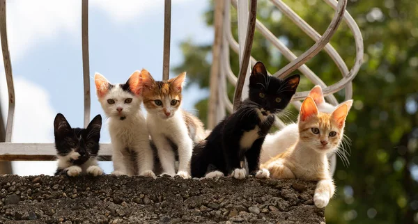 Balkonda Altı Kedi Yavrusu Meraklı Hayvanlar Kameranın Merceğine Bakar Kaygısız — Stok fotoğraf