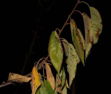 Siyah arka planda kiraz ağacının kırmızı yaprakları. Sonbaharda solmuş flora.