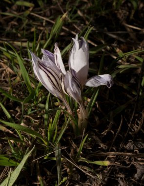 Crocus biflorus, (gümüş; viski). Bahar çiçekleri.