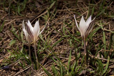 Crocus biflorus, (gümüş; viski). Bahar çiçekleri.