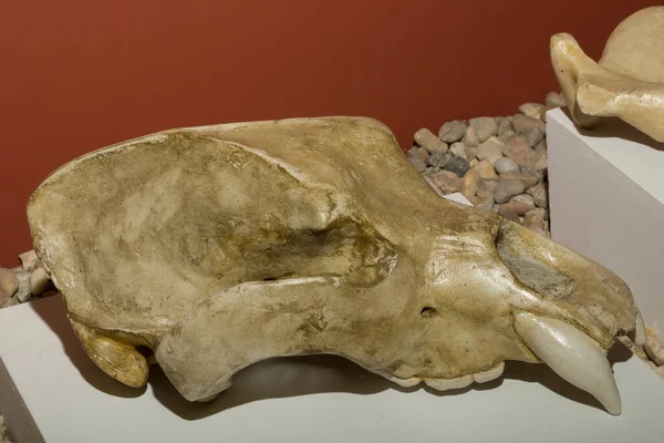 The cave bear (Ursus spelaeus). Skull. Fossils of an ancient animal.