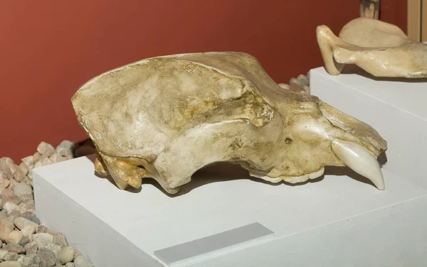 The cave bear (Ursus spelaeus). Skull. Fossils of an ancient animal.