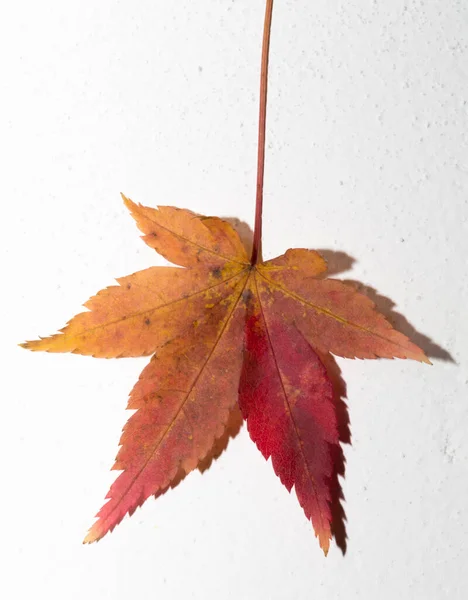 Een Herfst Veelkleurig Acer Palmatum Blad Een Witte Achtergrond Gladde — Stockfoto