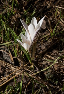 Crocus biflorus, (gümüş; viski). Bahar çiçekleri.