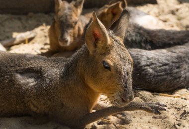 Dolichotinae, kedigiller (Caviiidae) familyasından bir kemirgen türü..