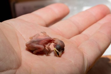 Yuvadan düşmüş bir ev serçesi yavrusu. Kuşlardaki üreme sürecinin trajedisi. Bir insanın avucunun içinde ölen bir hayvan..