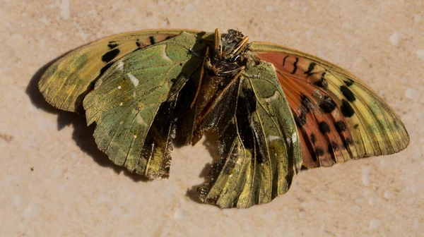 红衣主教Argynnis Pandora是Nymphalidae家族的蝴蝶 男性在下面 一只死蝴蝶 — 图库照片