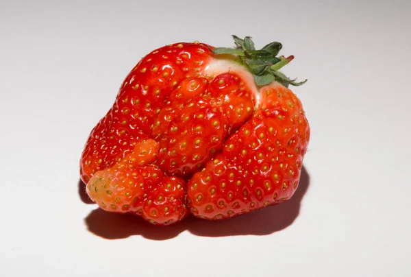 Riesige Hässliche Erdbeeren Auf Weißem Hintergrund Dessert Ist Eine Mutante — Stockfoto
