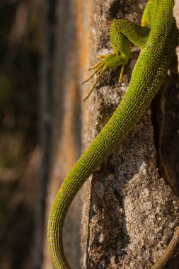 Avrupa yeşil kertenkelesi (Lacerta viridis). Hayvan kayalıklarda sürünür..