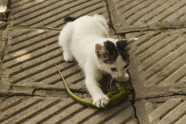 Kedilerin Dünyası Bir Kedi Bir Kertenkele Kedi Yavrusu Bir Yırtıcı — Stok fotoğraf