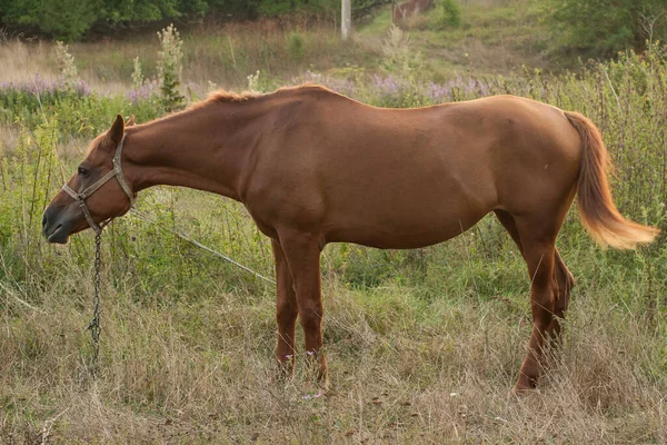 Mare Pasto Pastoreio Cavalos — Fotografia de Stock