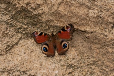 Aglais io, Avrupa tavus kuşu, daha çok tavus kuşu kelebeği olarak bilinir..