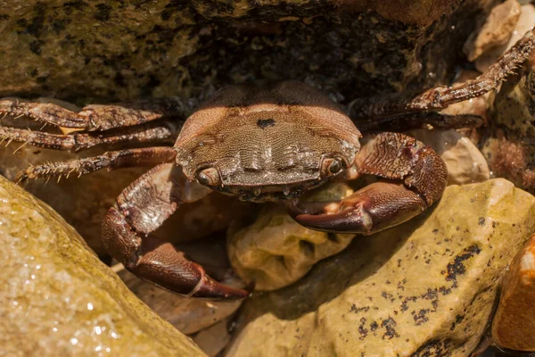 Pachygrapsus Marmoratus Species Crab Sometimes Called Marbled Rock Crab Marbled — 스톡 사진