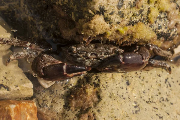 Pachygrapsus Marmoratus Est Une Espèce Crabe Parfois Appelée Crabe Commun — Photo