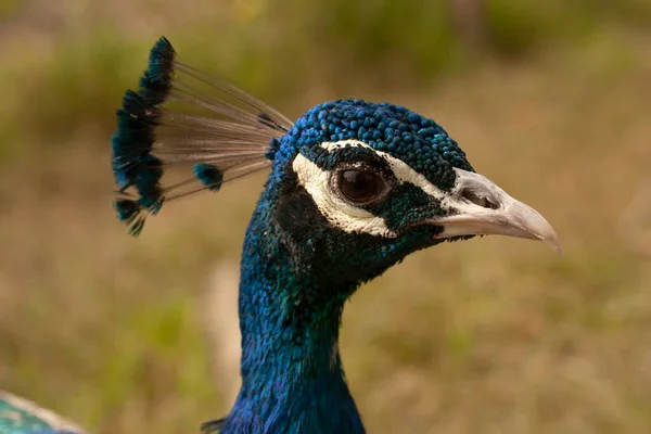 Індійський Пеафсови Або Синій Пеафус Паво Крістатор Великий Яскравий Птах — стокове фото
