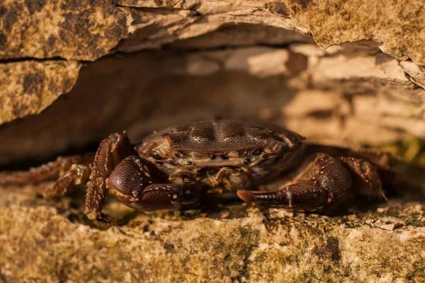 马尾蟹 Pachygrapsus Marmoratus 是一种物种蟹 有时被称为大理石蟹或大理石蟹 螃蟹在石头里 — 图库照片