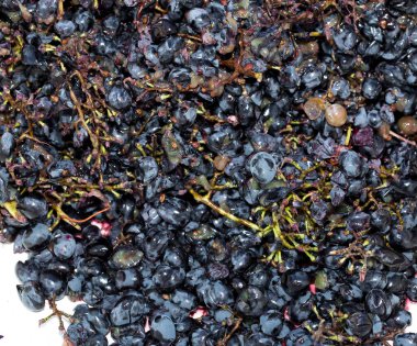 Şarap malzemesi, üzüm suyu - mutlaka, stum, maun. Moldova 'da şarap üretim teknolojisi. Şarap yapma geleneği. Eski üzüm işleme geleneği..