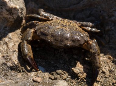 Eriha verrucosa, bazen siğilli yengeç ya da sarı yengeç olarak da bilinir. Karadeniz.