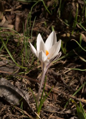 Crocus biflorus, (gümüş; viski). Bahar çiçekleri.