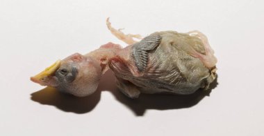 Yuvadan düşmüş bir ev serçesi yavrusu. Kuşlardaki üreme sürecinin trajedisi. Beyaz arka planda ölen bir hayvan..