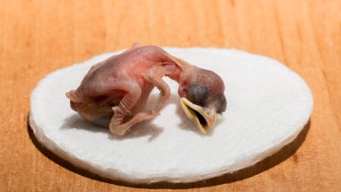 Yuvadan düşmüş bir ev serçesi yavrusu. Kuşlardaki üreme sürecinin trajedisi. Pamuk beyazı bir diskte ölen bir hayvan..