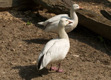 Kar kazı (Chen caerulescens) - beyaz şekil. Bir su kuşu kıyıda dinleniyor..
