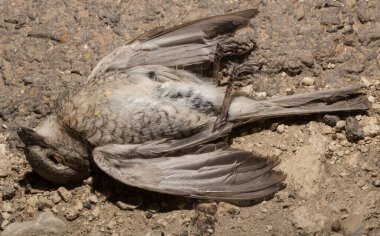 Kırmızı sırtlı örümcekkuşu (Lanius collurio) etobur bir kuş ve örümcekgiller familyasının bir üyesidir. Yavru kuş, dişi. Ölü kuş. Yol savaşları, bir Shrike 'ın ölümü. Arabadan ölüm.