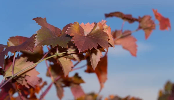 Vine Tegen Blauwe Lucht Wijngaarden Herfst Met Rood Gebladerte Wijnbouw — Stockfoto
