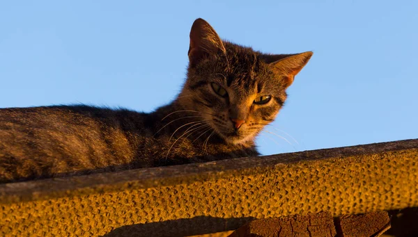 Gato Está Descansando Telhado Predador Olha Para Lente Pôr Sol — Fotografia de Stock