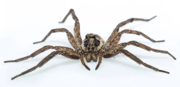 Hogna Radiata Örümceğin Bir Türüdür — Stok fotoğraf