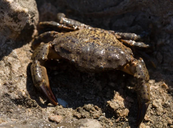 海象蟹 有时被称为疣蟹或黄蟹 黑海地区 — 图库照片