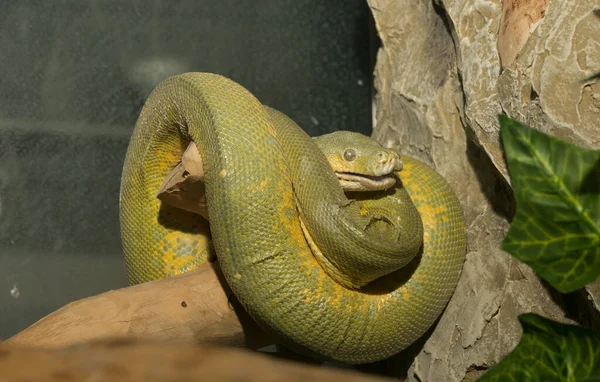 绿树蟒蛇 Morelia Viridis 是爬行动物科的一种蛇 Python Molt — 图库照片